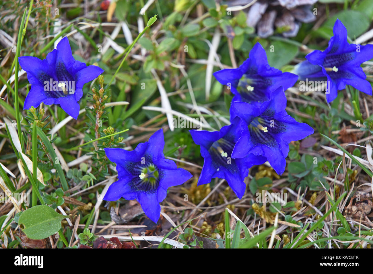 Close-up of blue stemless gentian in the Alps Stock Photo