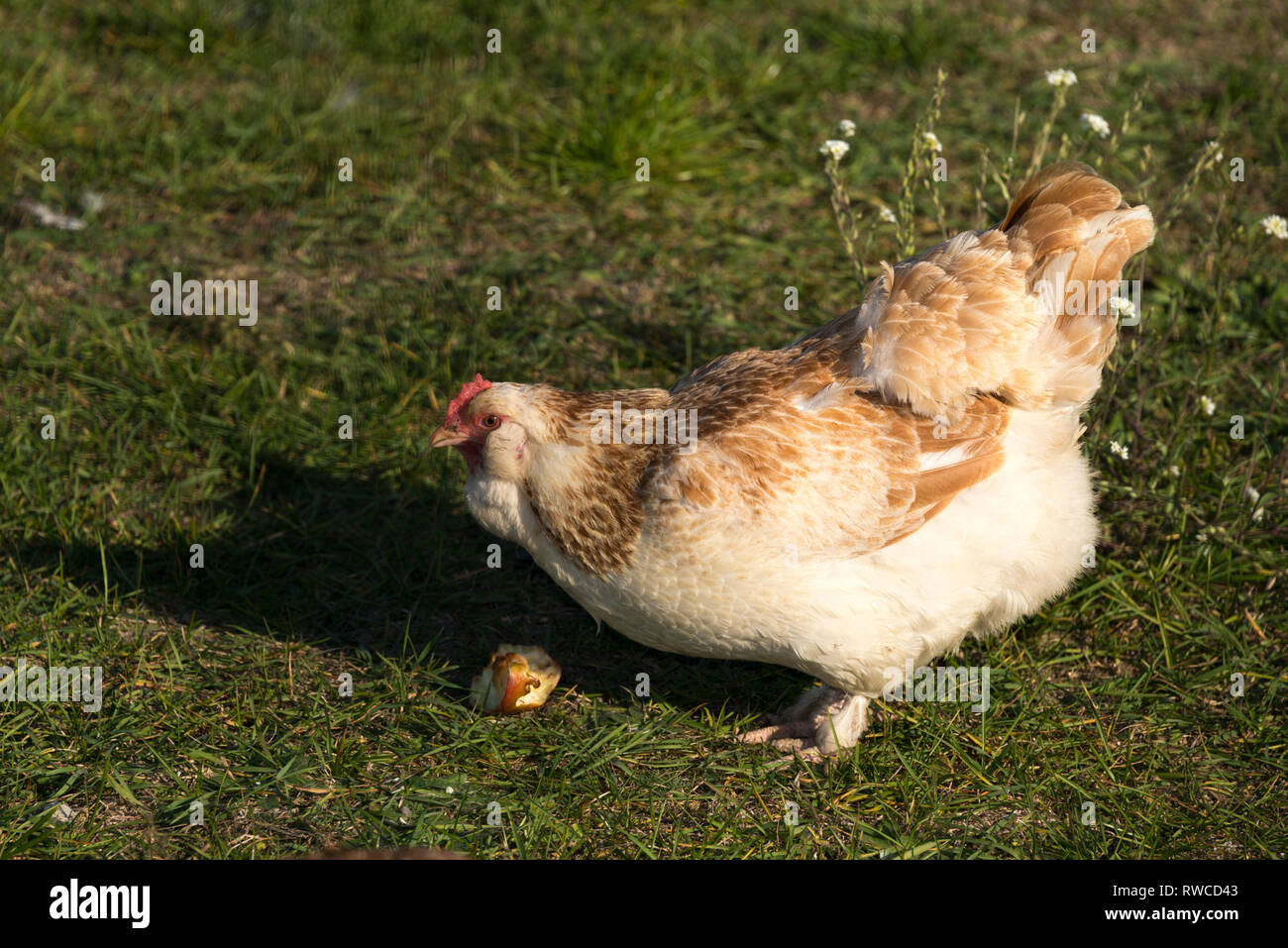 Faverolles Chicken Stock Photo