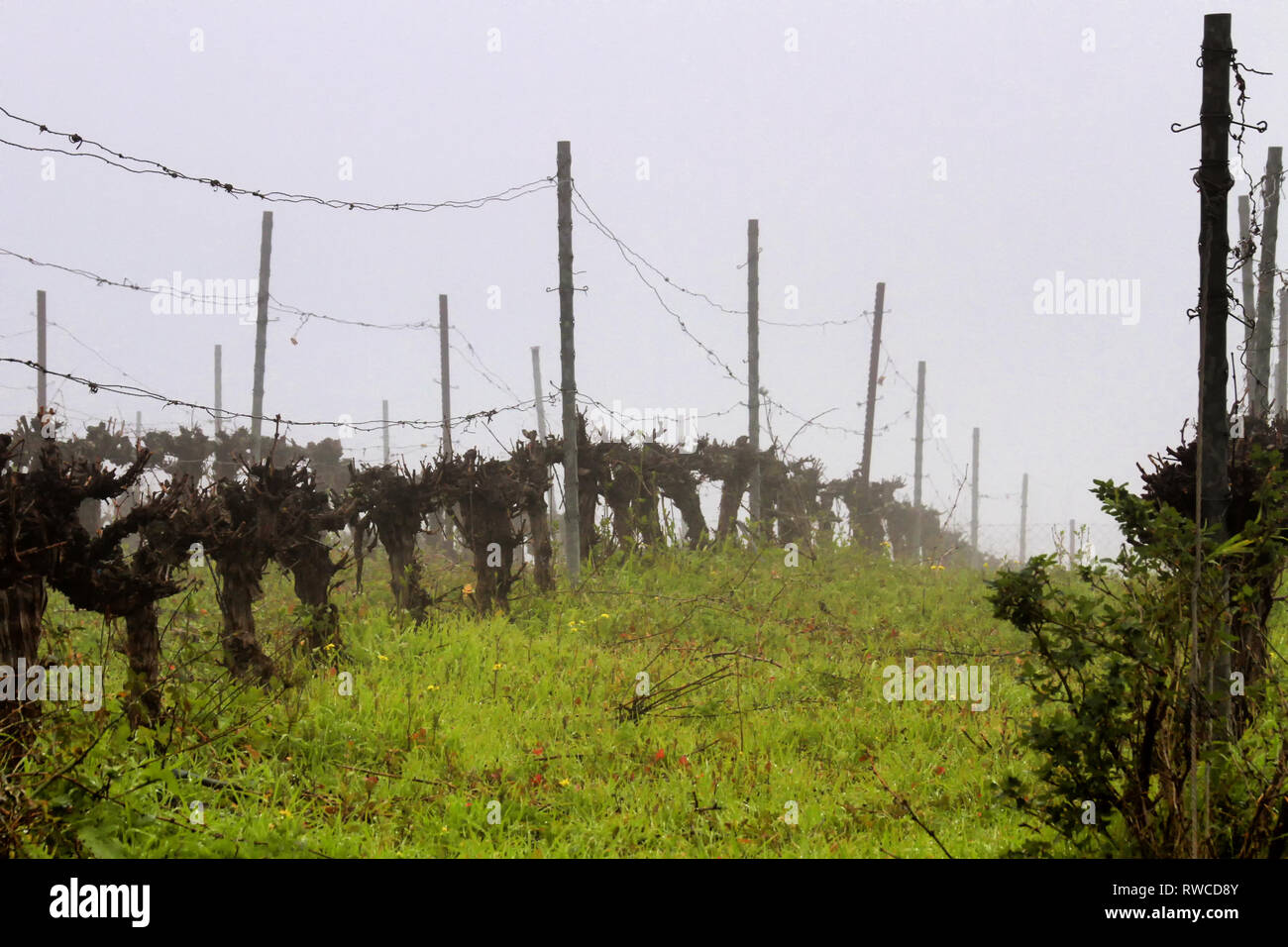 Rows of grape vines sit dormant in a heavy fog in Katzrin's Golan Heights Winery vineyard in Israel. Stock Photo