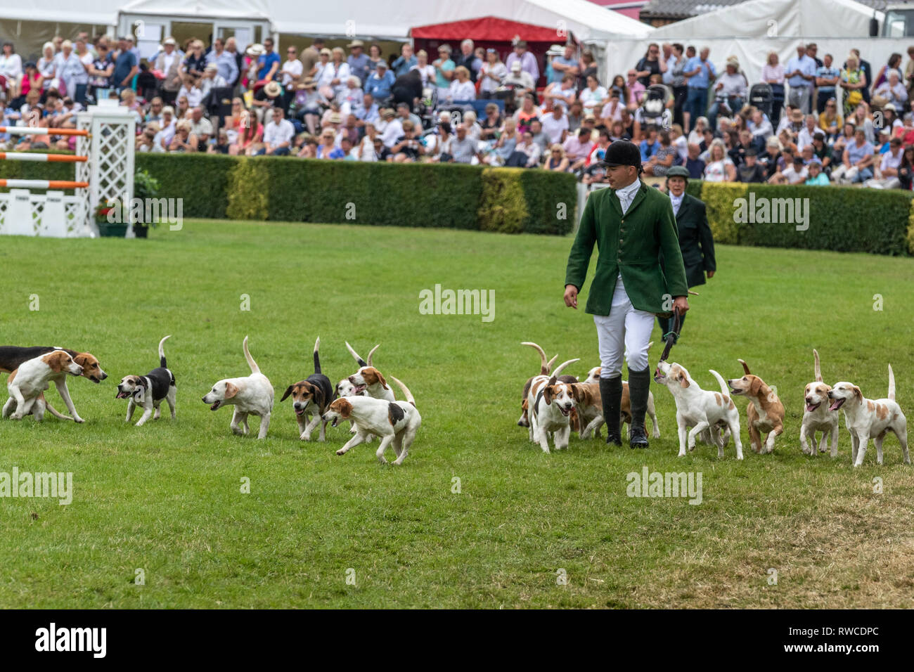 Harrogate, North Yorkshire, UK - July 12th, 2018: Hunt leaders led dozens of hounds into the main ring at the Great Yorkshire Show on 12th July 2018 a Stock Photo