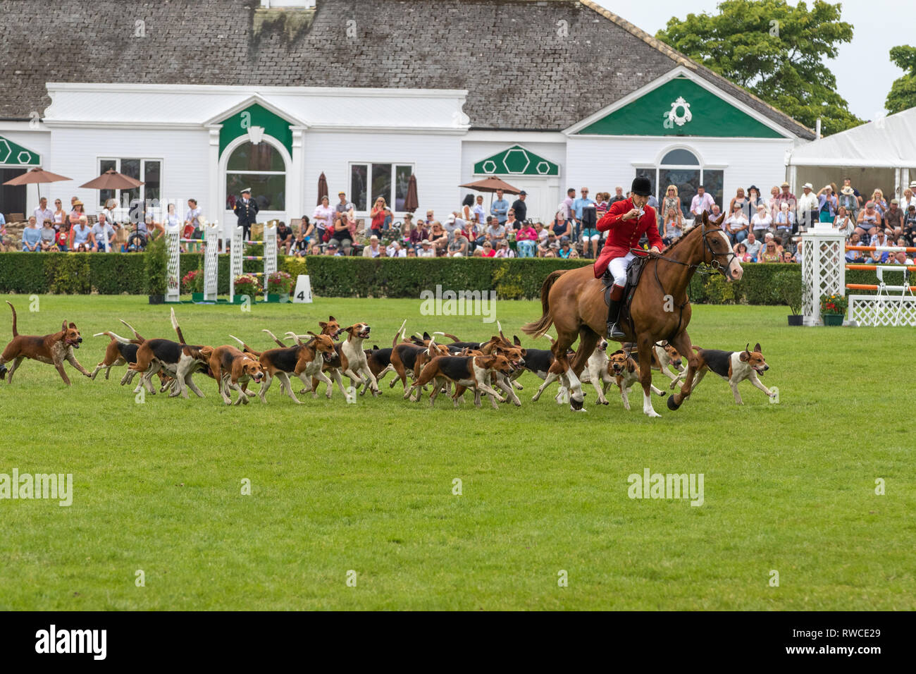 Harrogate, North Yorkshire, UK - July 12th, 2018: Hunt leaders led dozens of hounds into the main ring at the Great Yorkshire Show on 12th July 2018 a Stock Photo