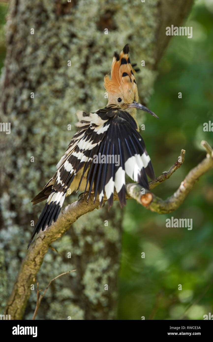 Hoopoe, Latin name Upupa epops, perched on a branch with crest raised and wing spread open while preening Stock Photo