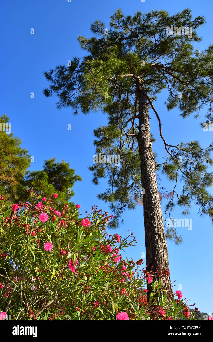 Pink Oleander flowers and Mediterranean pine trees, Gulet Boat Cruise, Mediterrean Sea, Turkey Stock Photo