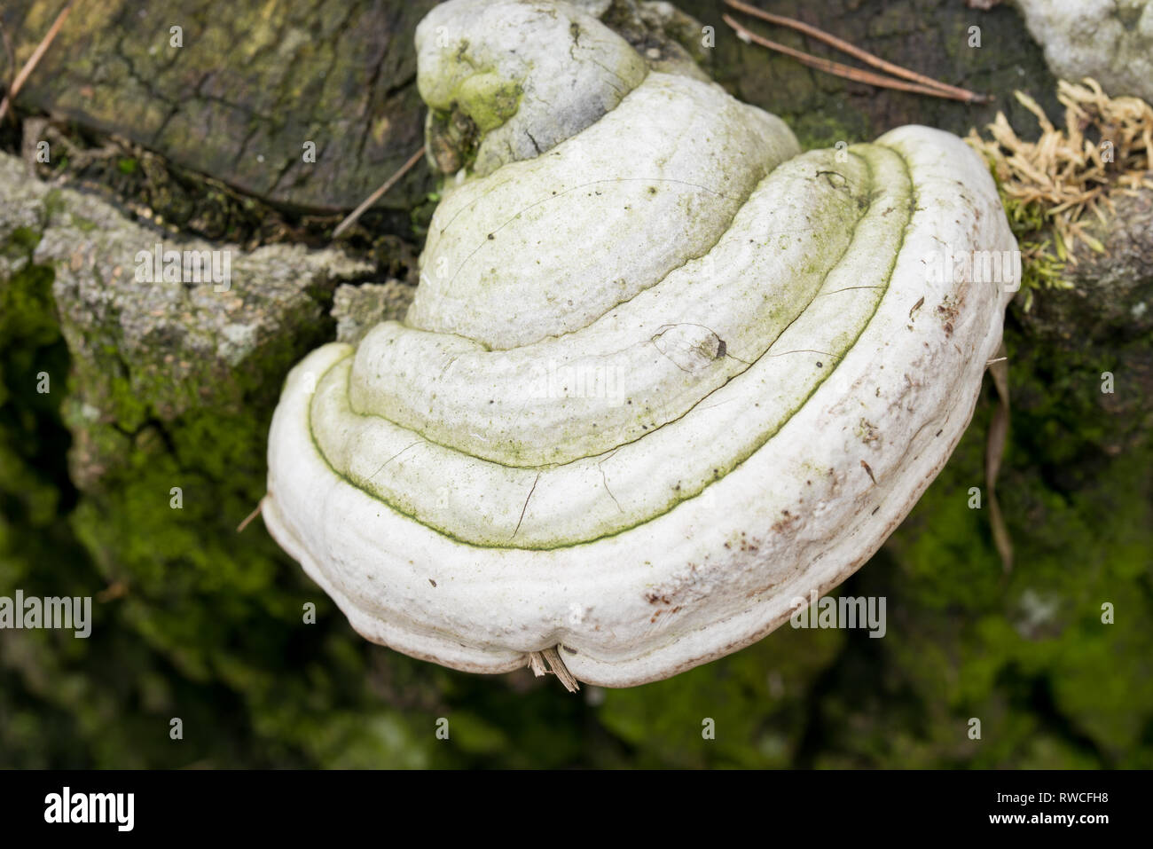bracket fungus, polypore on tree stump macro Stock Photo
