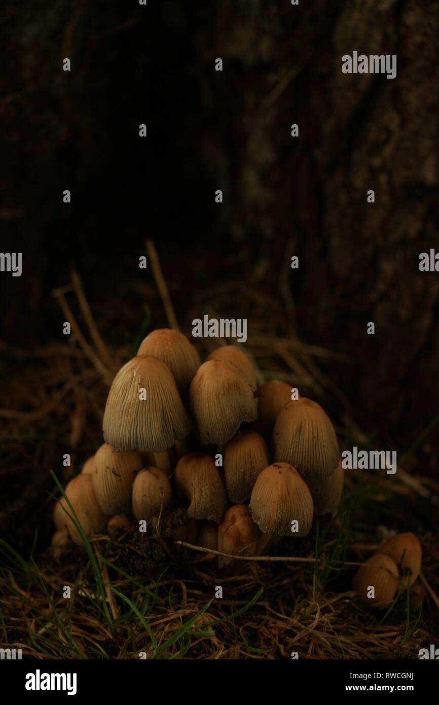 Mushrooms in Sandringham, Norfolk Stock Photo
