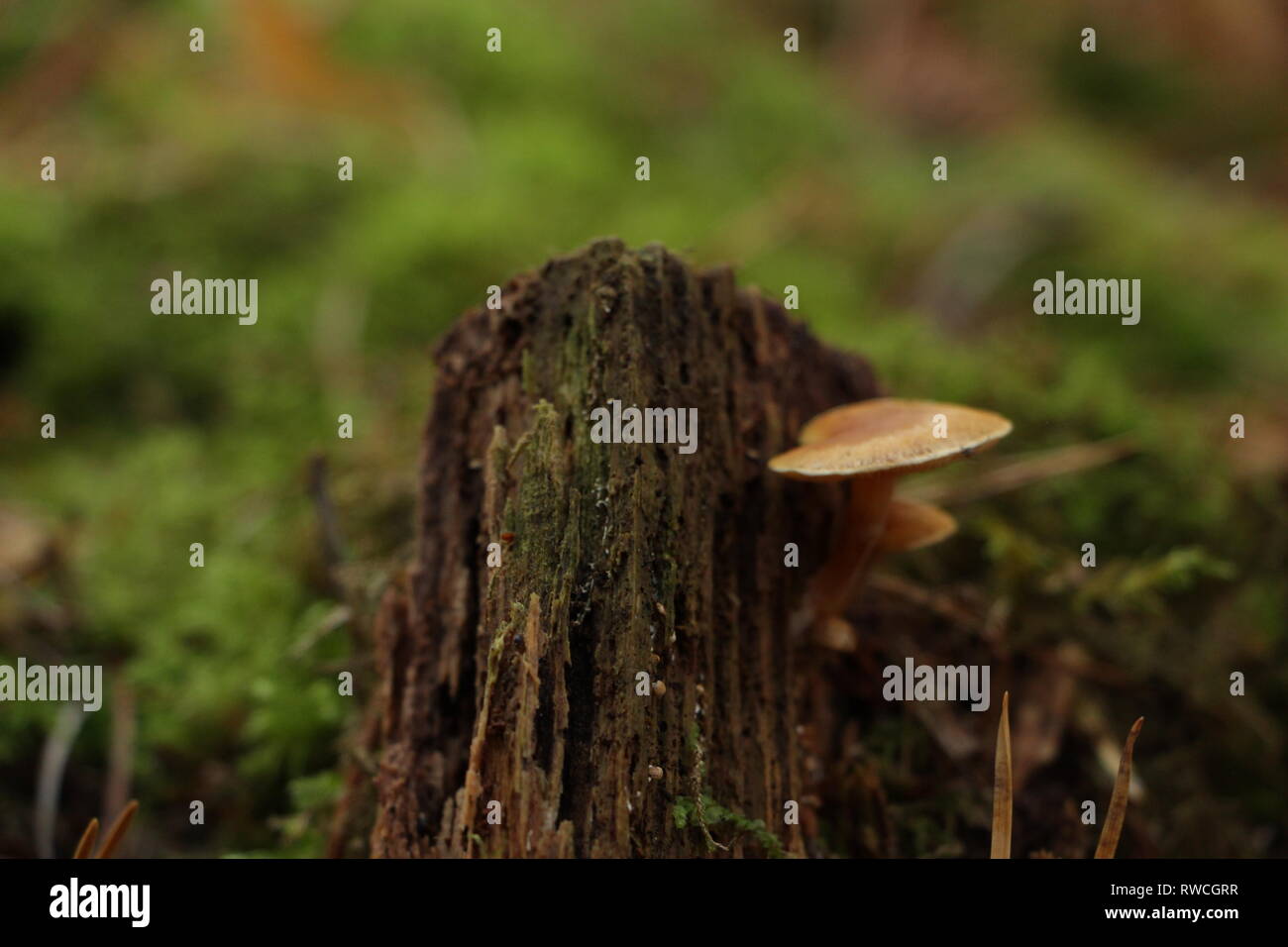Mushrooms in Sandringham, Norfolk Stock Photo