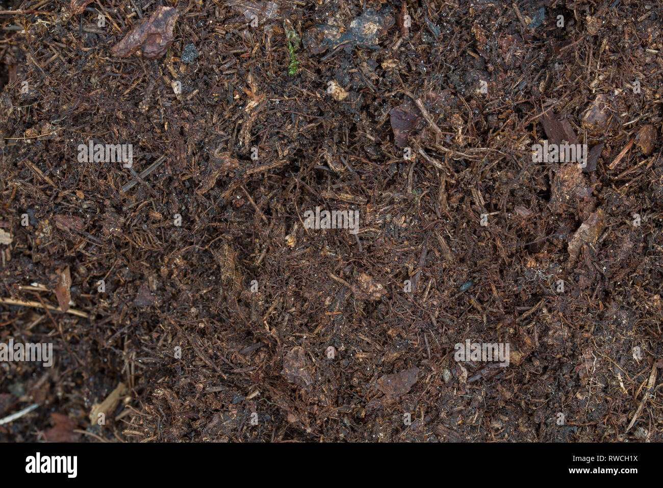 dark brown humus in forest soil background Stock Photo