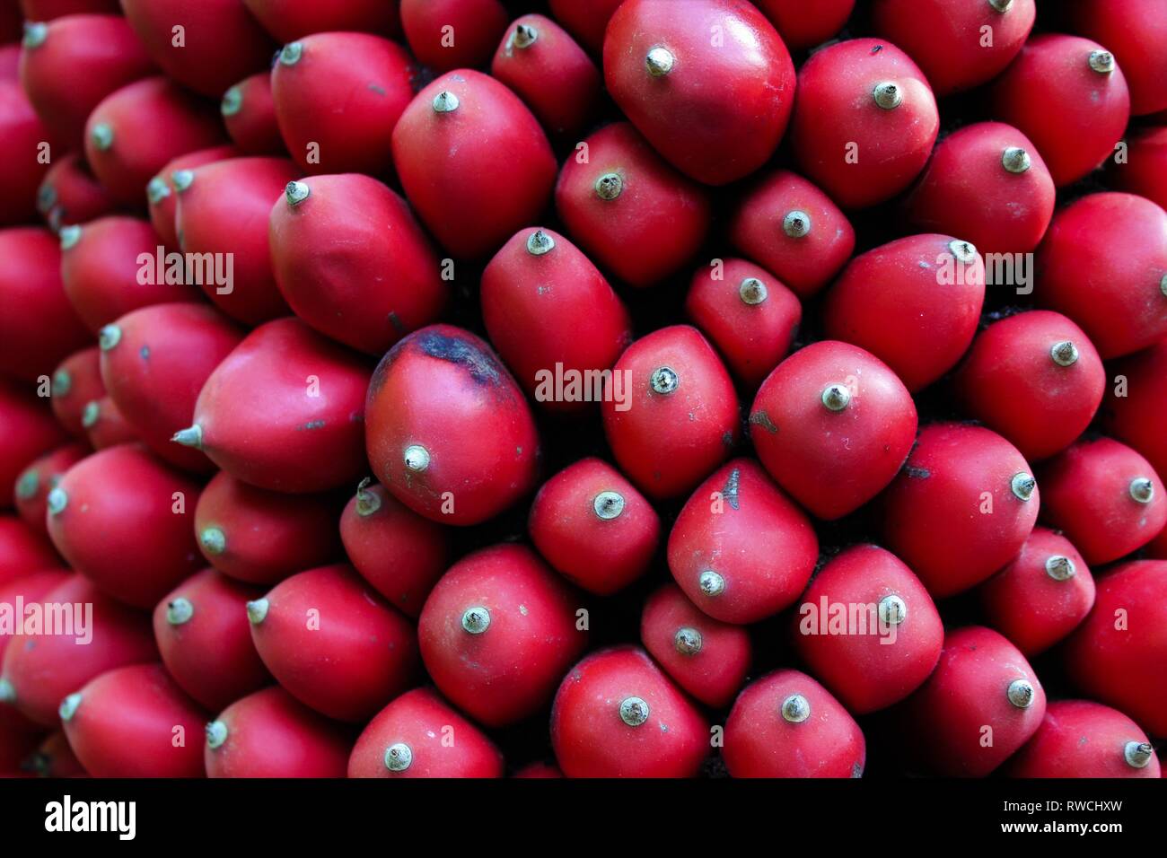 close up of red berry-like fruits of the Titan Arum Amorphophallus Titanum Stock Photo