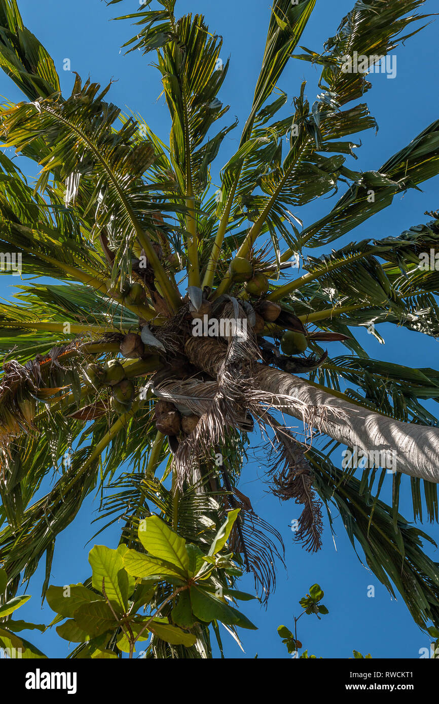 Looking up at Palm tree against blue sky on Ao Nang beach,Thailand. February 2019. Stock Photo