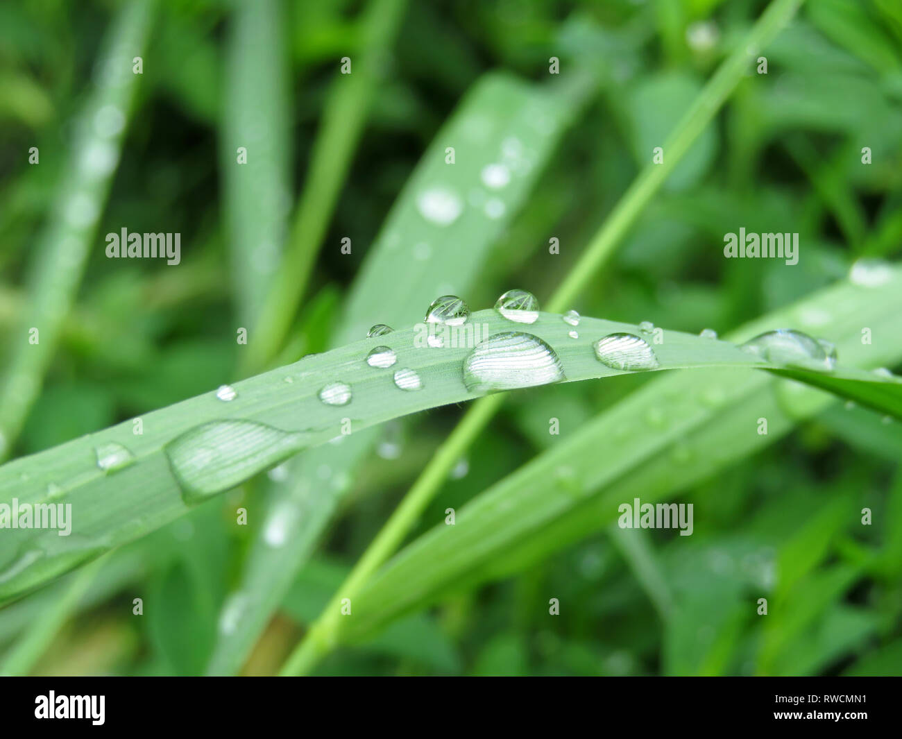 Morning dew drops on a blade of grass. Water drops glittering on green grass, freshness concept, nature background Stock Photo