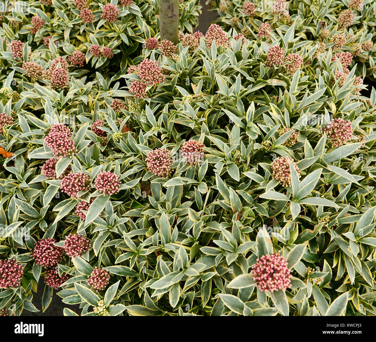 The unusual garden plant Skimmia japonica Magic Marlot with green leaves and cream edges used as a spring flowering and ground cover plant. London, UK. Stock Photo