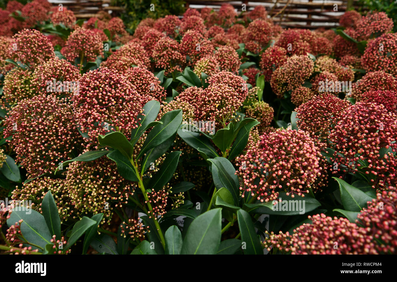 Dark Green Glossy Leaves Of The Spring Flowering Ground Cover Shrub Skimmia Japonica Rubesta Jos In Spring London Uk Stock Photo Alamy