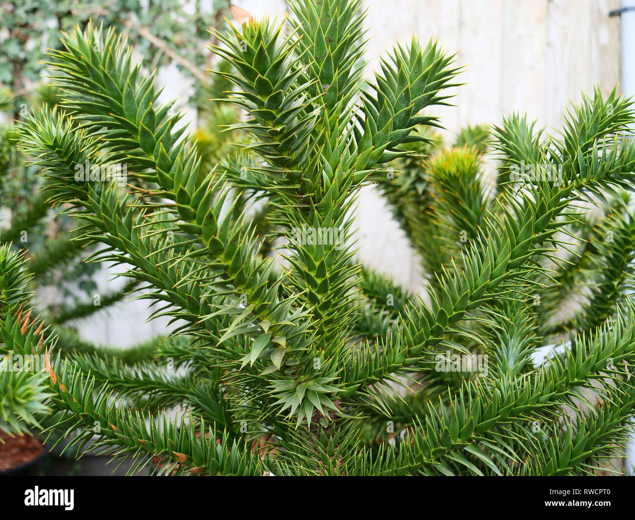 Spine like leaves of the slow and tall growing south American monkey puzzle tree or Araucaria araucana from Chile and Argentina, London, UK. Stock Photo