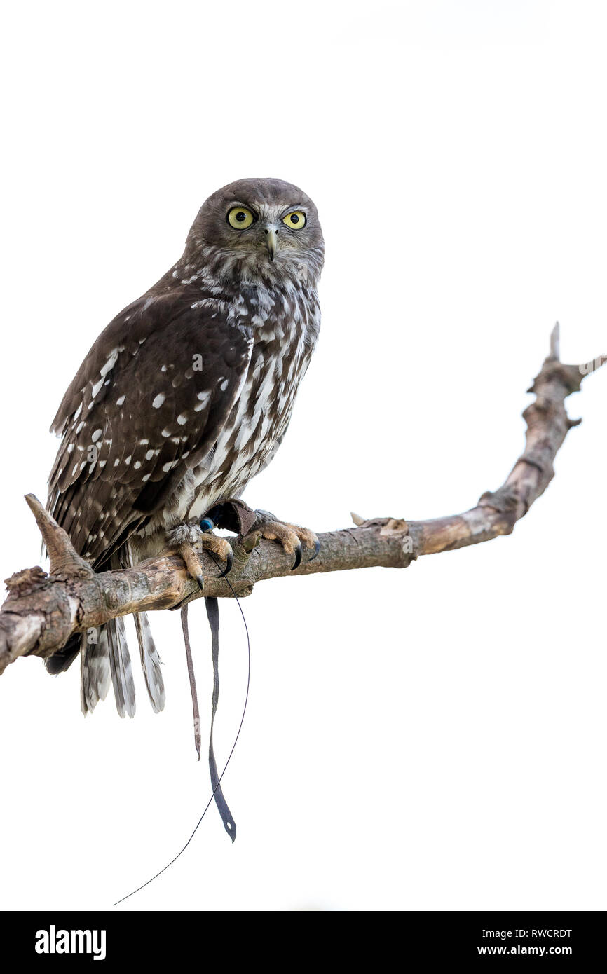 Australian Barking Owl sitting on a tree branch Stock Photo