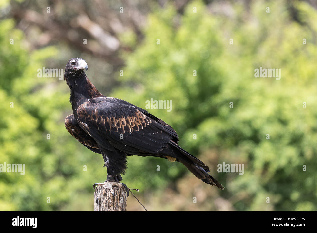 Australian Wedge Tailed Eagle sitting on post Stock Photo - Alamy