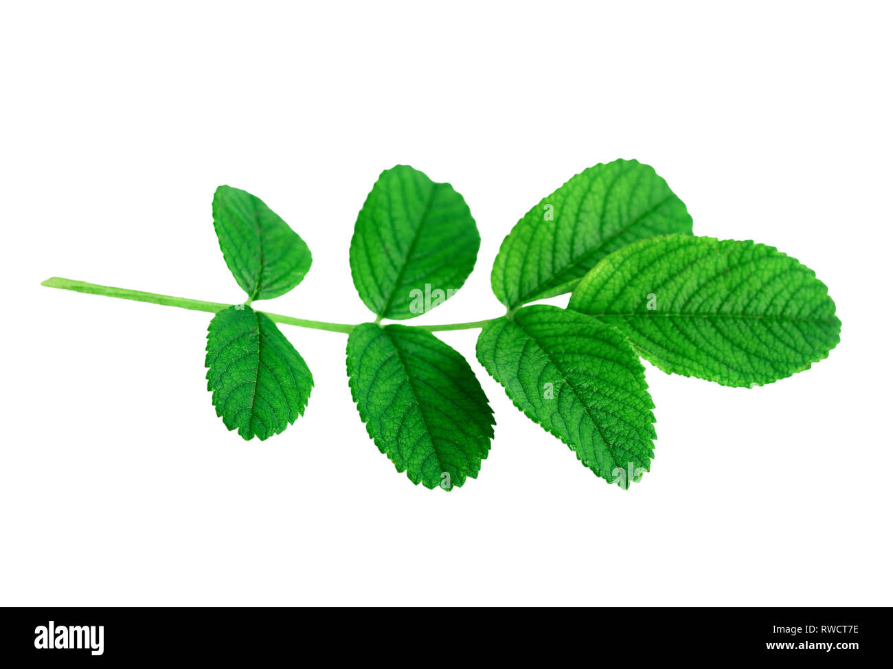 fresh green leaves of rose plant or Rosa rugosa or Japanese rose