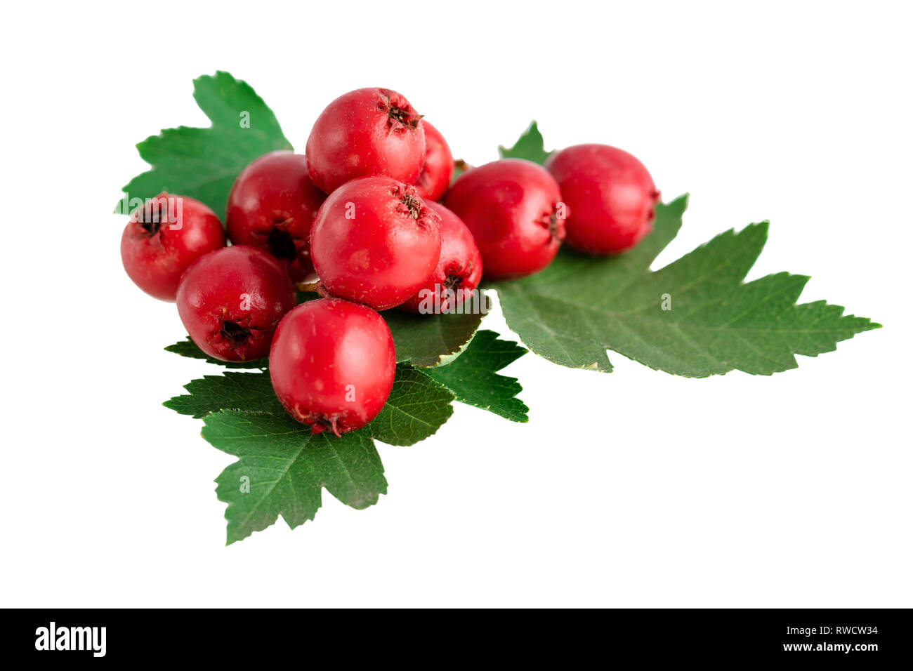 Hawthorn berry Cut Out Stock Images & Pictures Alamy