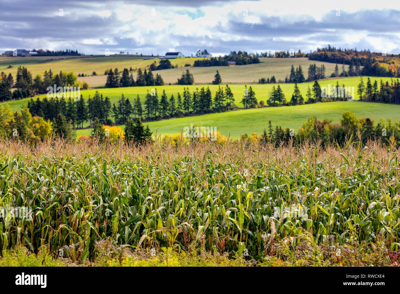 Farm fields and hedgerows, Springfield,  Prince Edward Island, Canada Stock Photo
