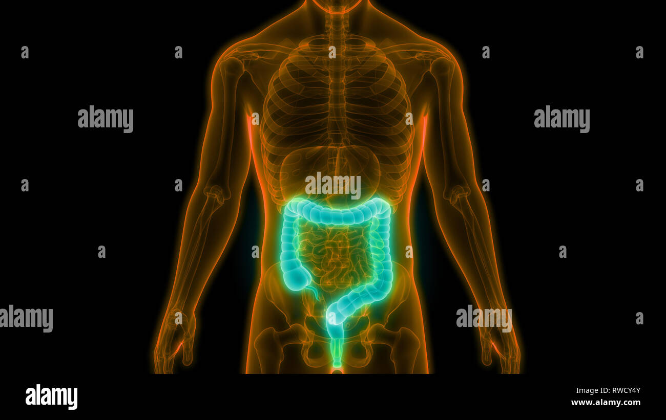 Human Digestive System Large Intestine Anatomy Stock Photo - Alamy
