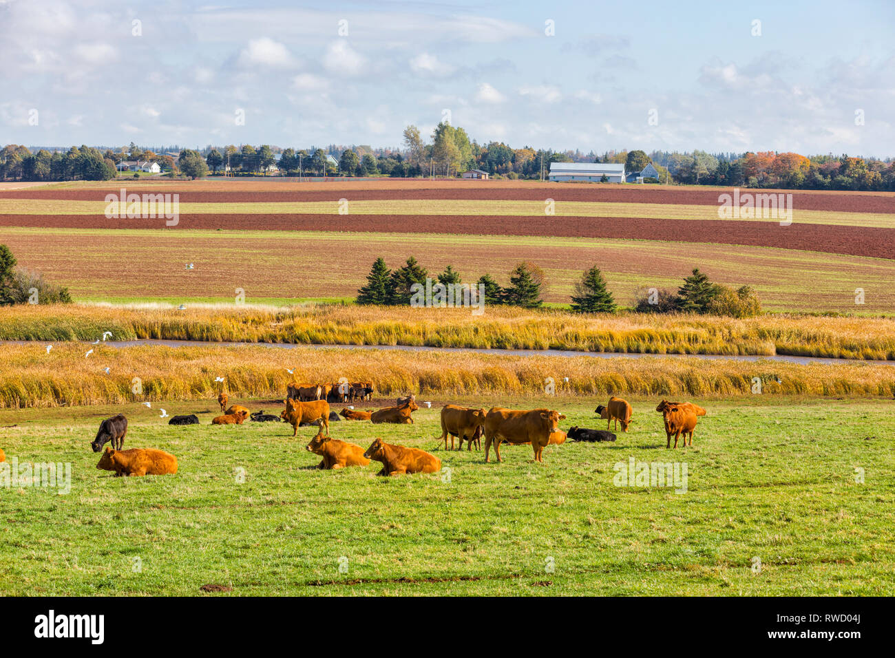 Cattle grazing, Tryon, Prince Edward Island, Canada Stock Photo