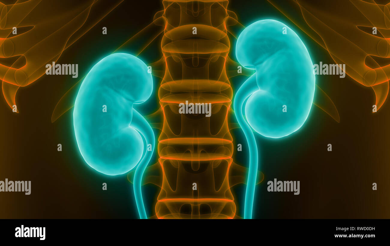 Human Urinary System Kidneys with Bladder Anatomy Stock Photo - Alamy