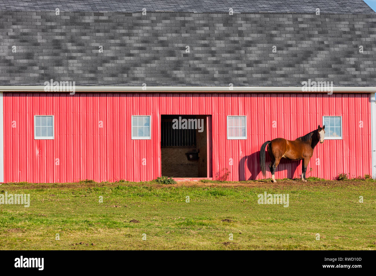 Horse and red barn, Stanchel, Prince Edward Island, Canada Stock Photo