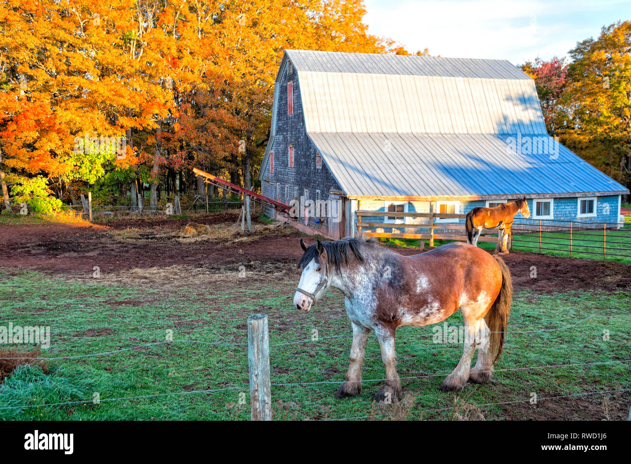 Work horses and wooden barn, Prince Edward Island, Canada Stock Photo