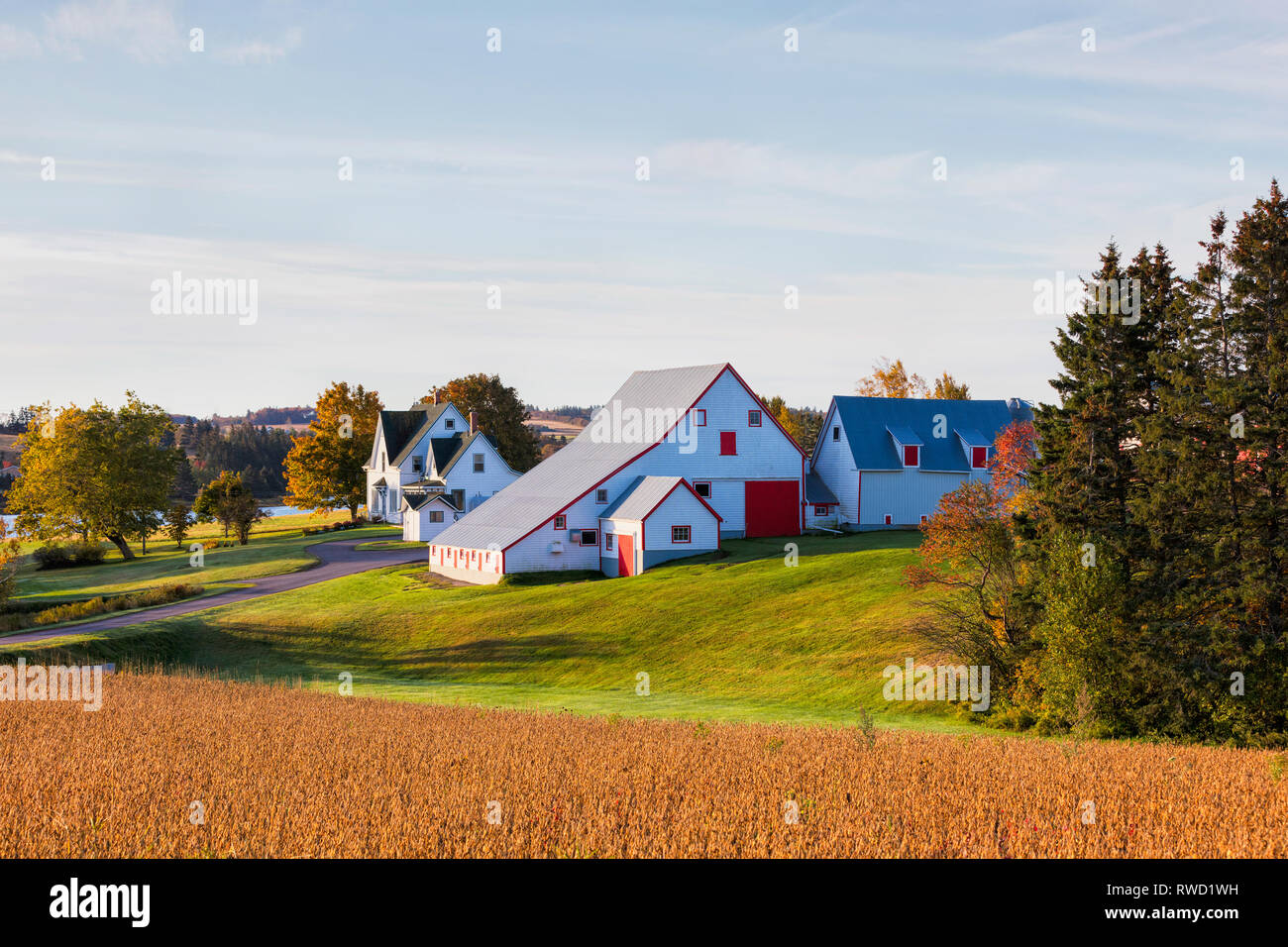 Farm, Rusticoville, Prince Edward Island, Canada Stock Photo