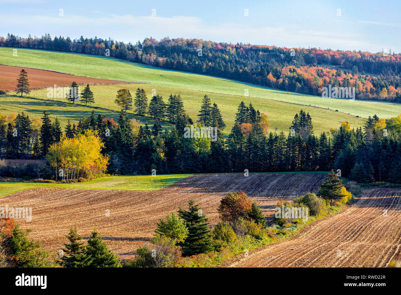 Harvesting potatoes, Kingston, Prince Edward Island, Canada Stock Photo