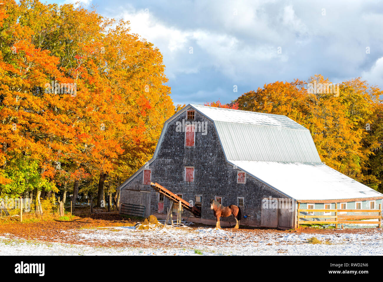 Work horses and wooden barn, Prince Edward Island, Canada Stock Photo