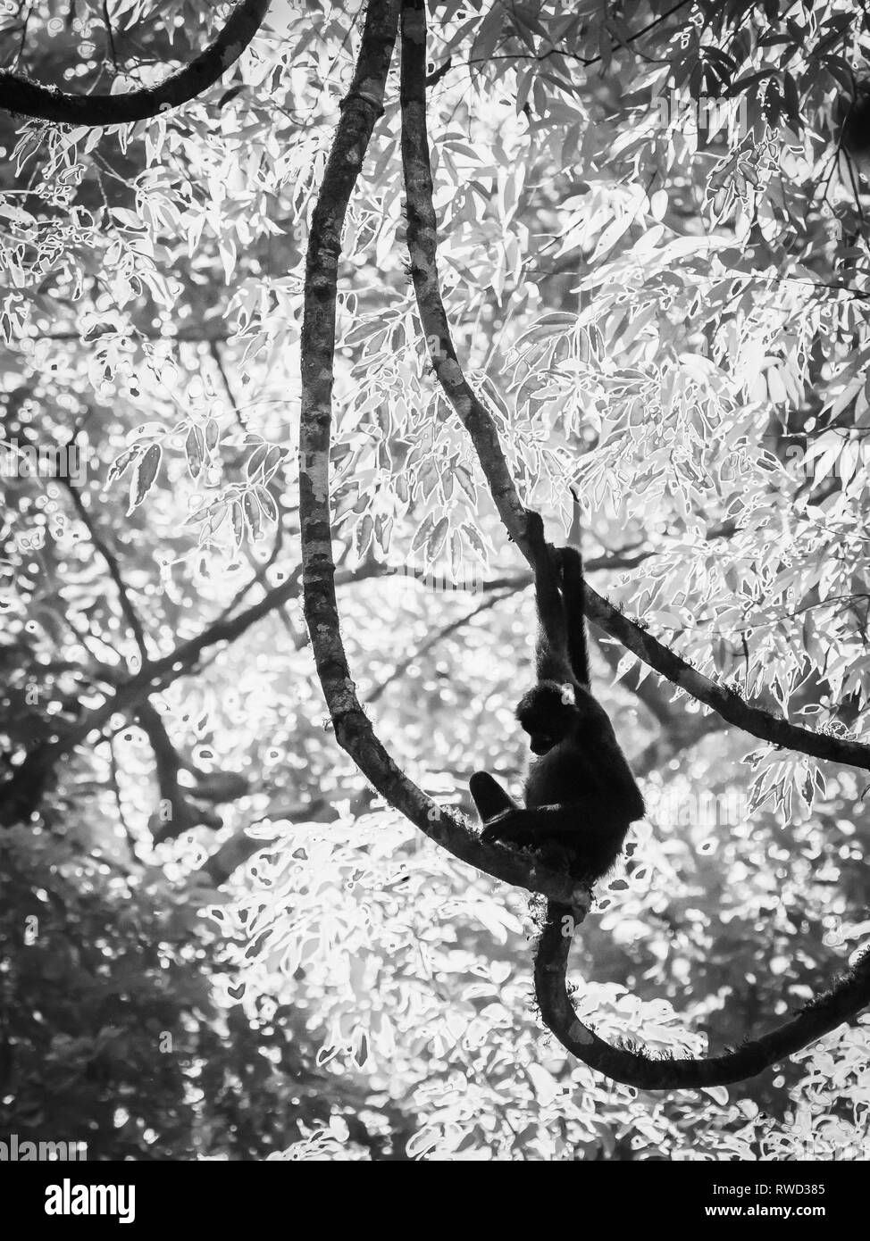 spider monkey in liana Stock Photo
