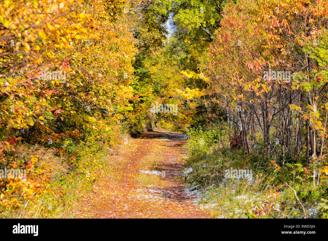 Fall foliage and country lane, Princetown Road, Prince Edward Island, Canada Stock Photo