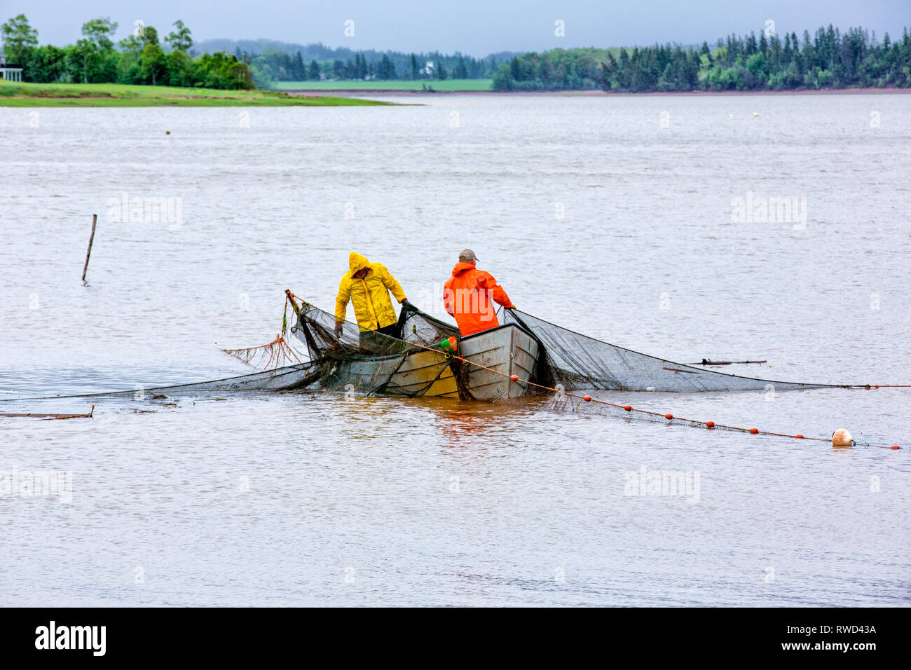 Fishermen hauling Gaspereau nets, West River, St.Catherines, Prince Edward Island, Canada Stock Photo