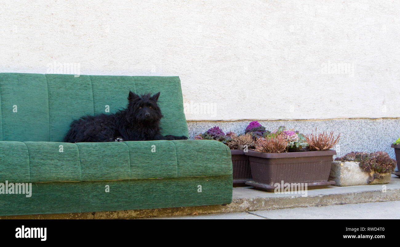 Cute black dog laying on the sofa in the yard Stock Photo - Alamy