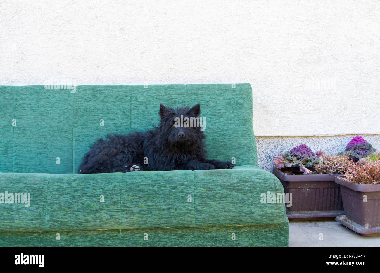 Cute black dog laying on the sofa in the yard Stock Photo - Alamy
