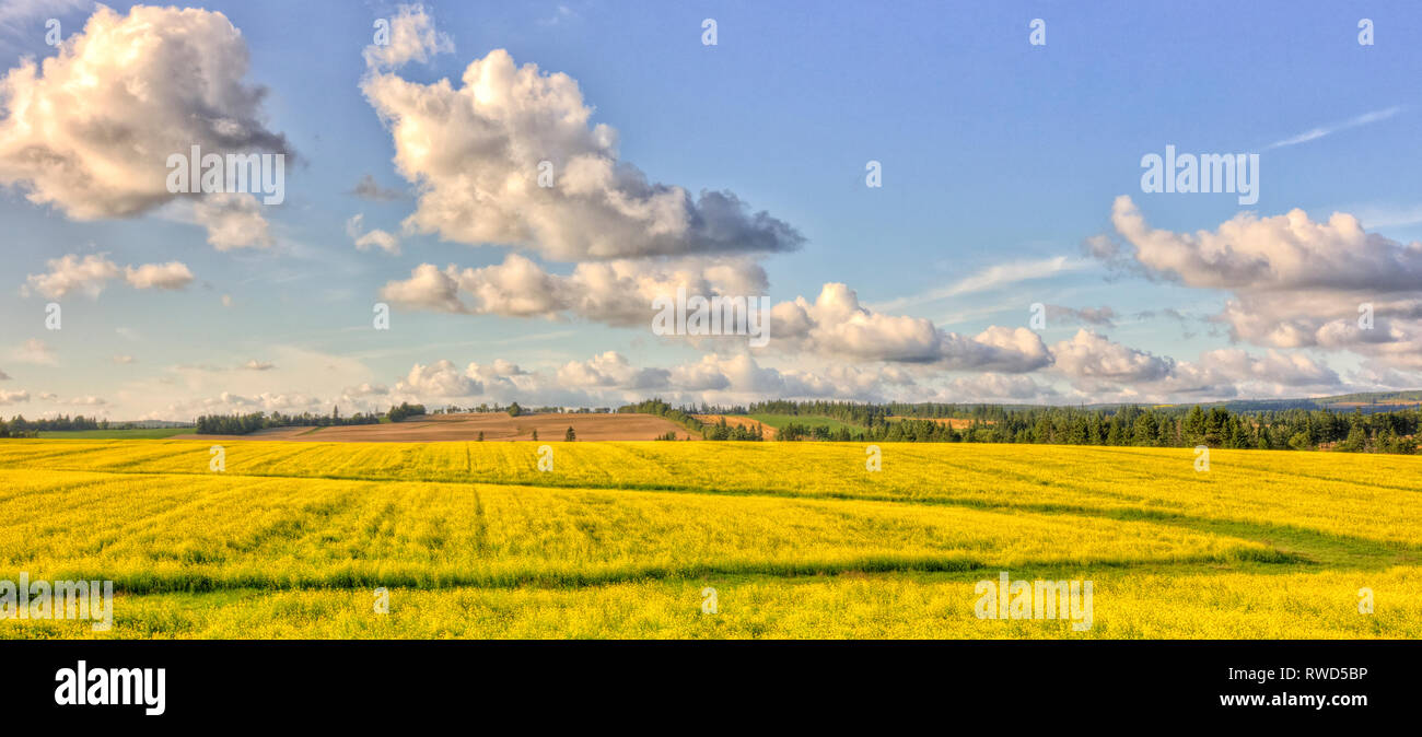 Field of Canola, Crapaud, Prince Edward Island, Canada Stock Photo Alamy