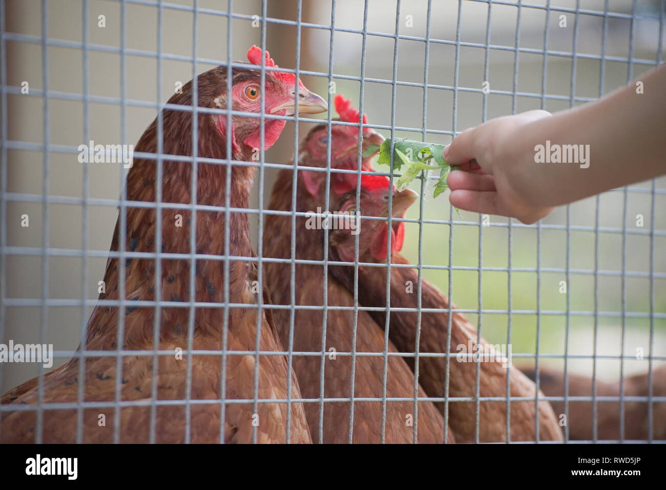 Child Feeding Chickens with Green Leaves thru Wire Fence Stock Photo
