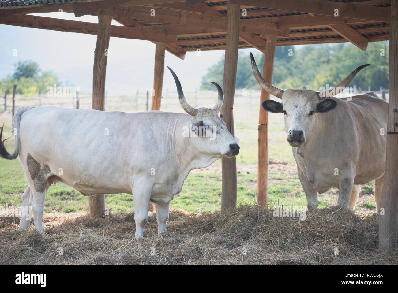 Two Hungarian Grey Cattles in the Shade Stock Photo