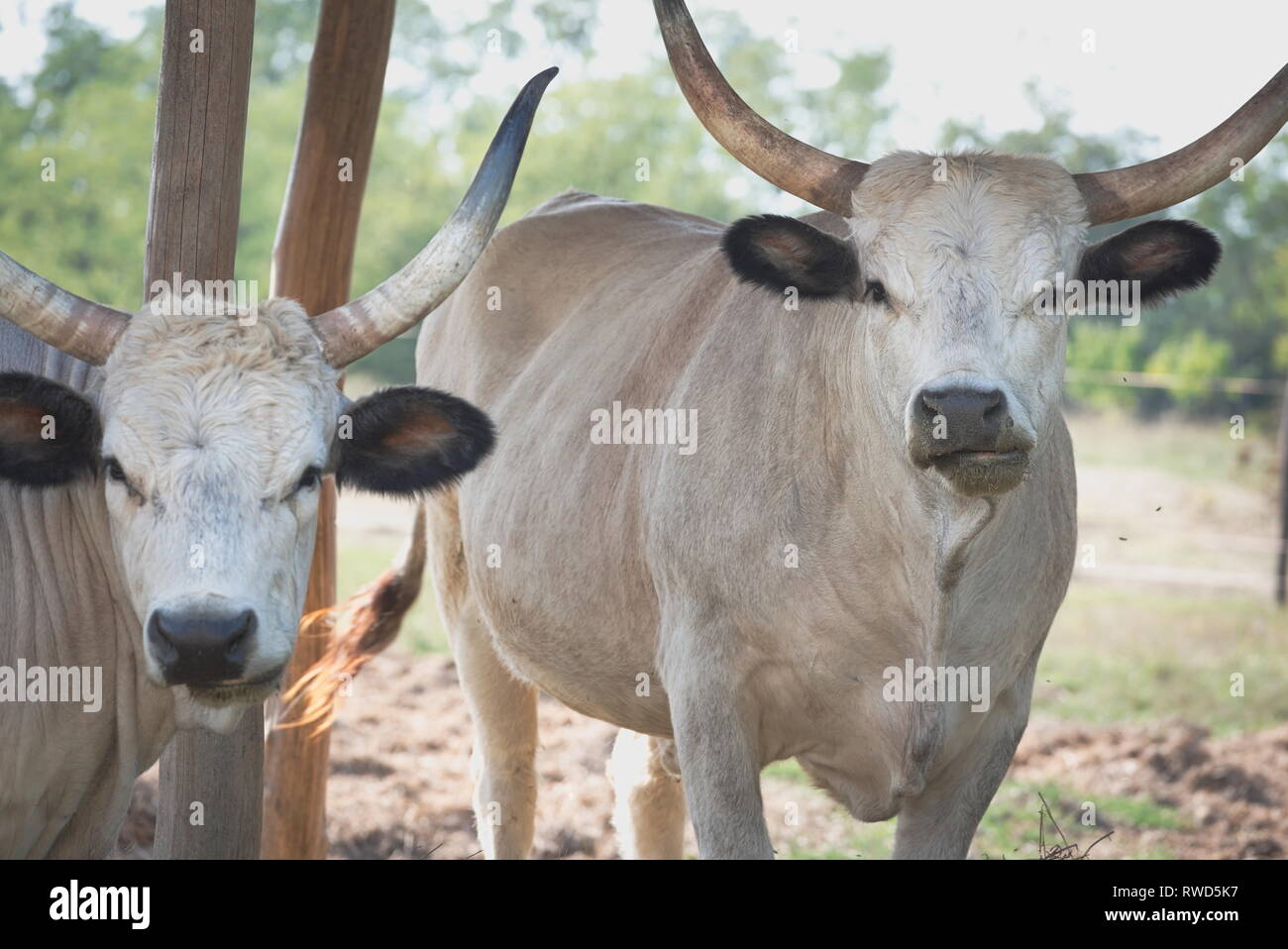 Two Hungarian Grey Cattles in the Shade Stock Photo