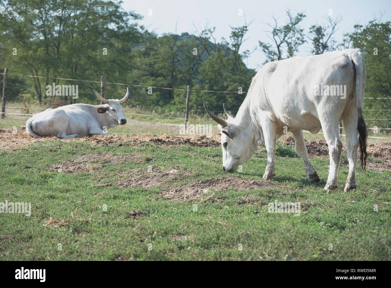 Hungarian grey cattle cows eating hi-res stock photography and images ...