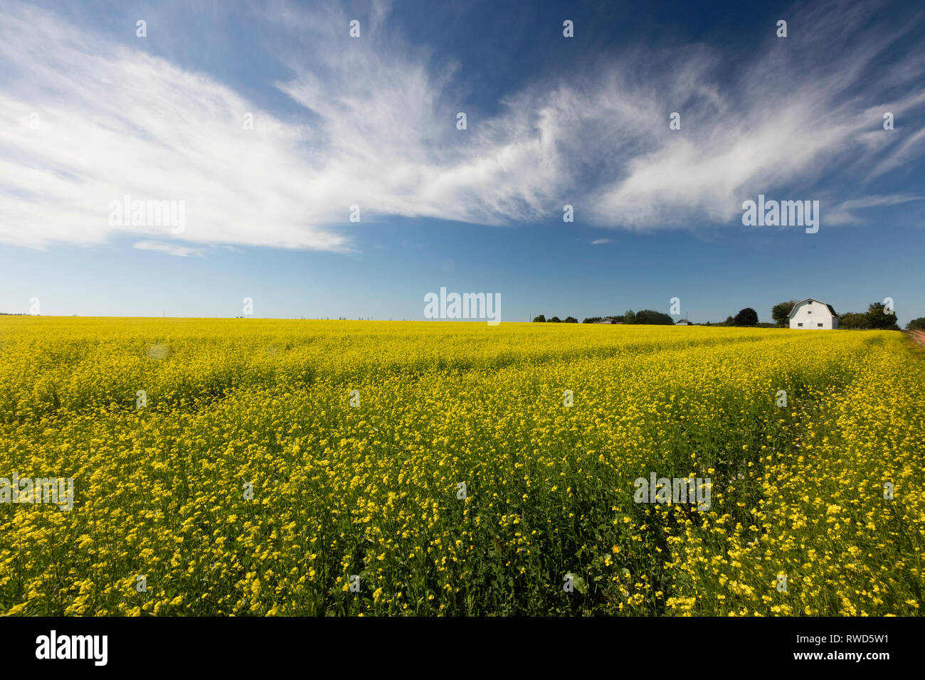 Field of Canola and clay red road, Victoria, Prince Edward Island, Canada Stock Photo