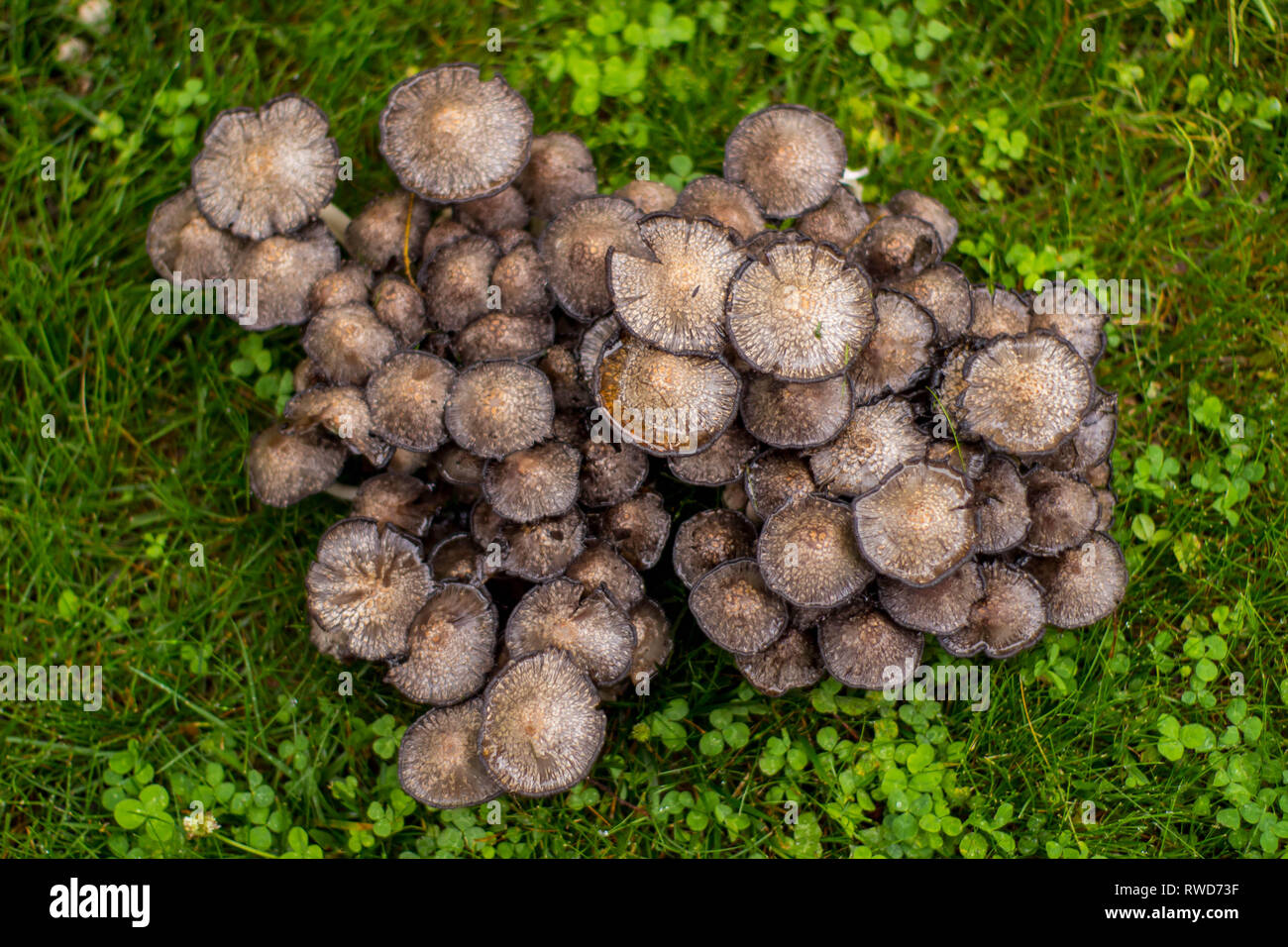 cluster of mushrooms after the rain Stock Photo