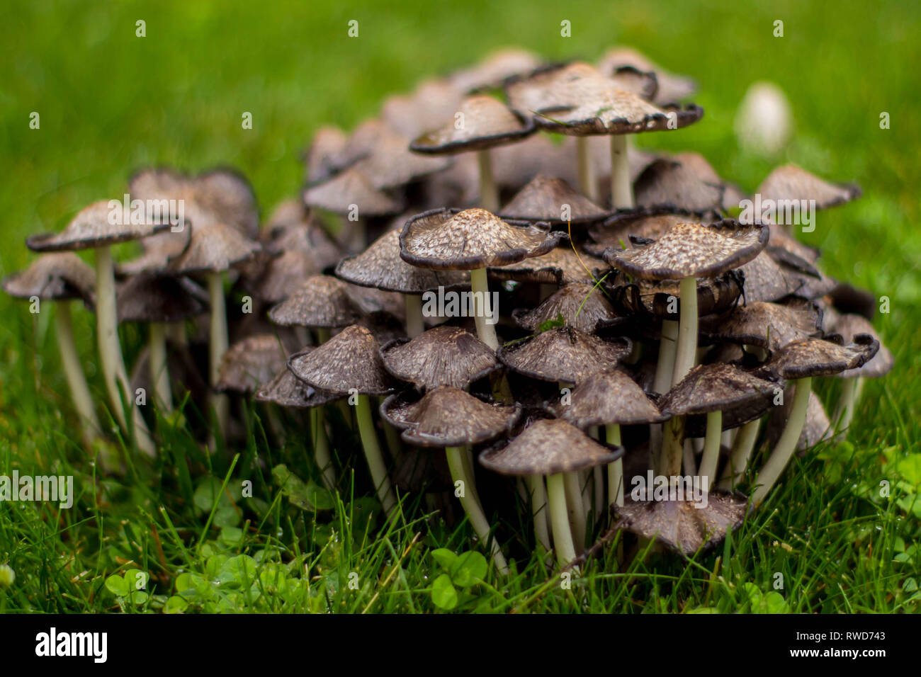 cluster of mushrooms after the rain Stock Photo