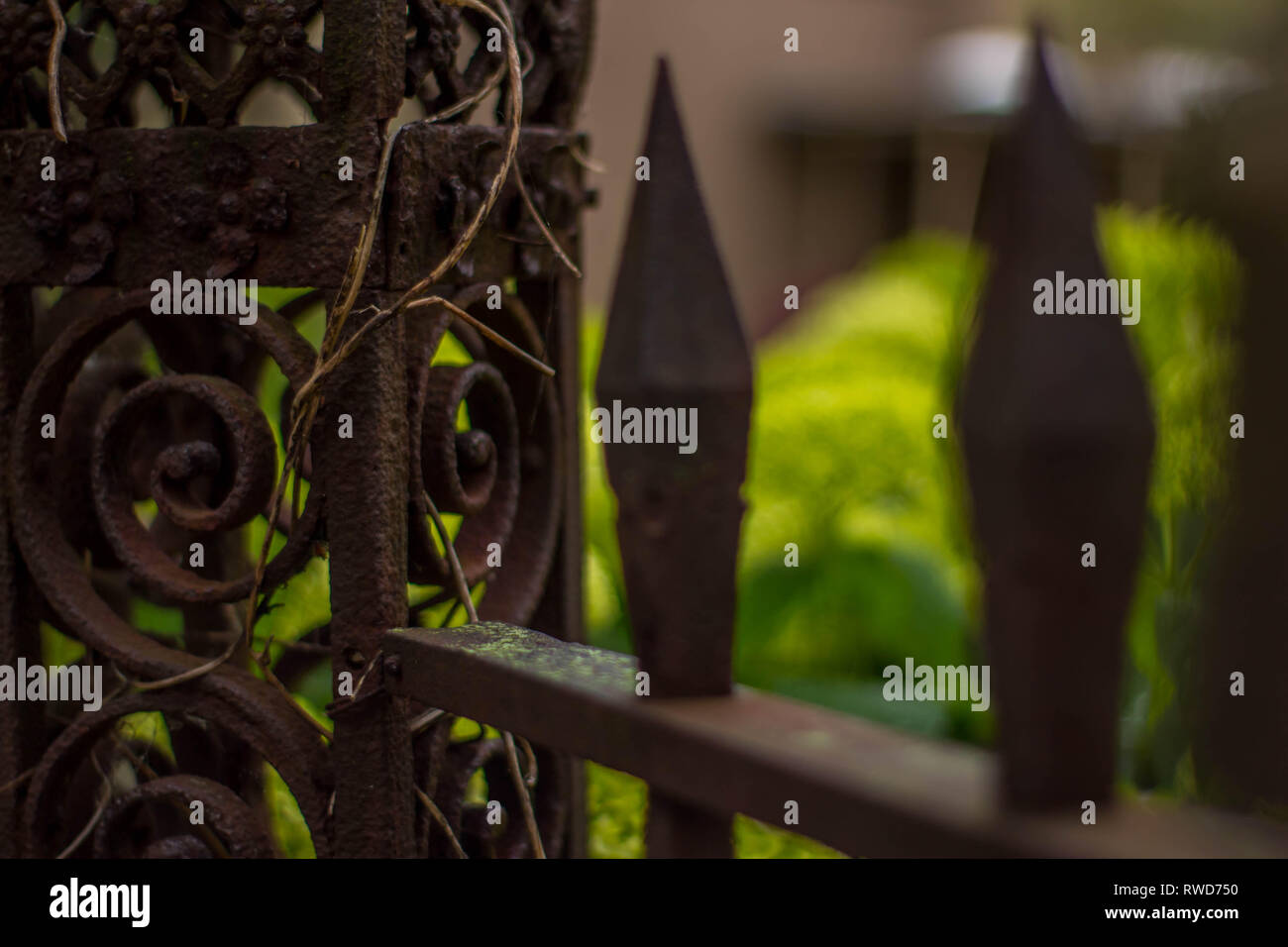 Plants growing fence hi-res stock photography and images - Alamy