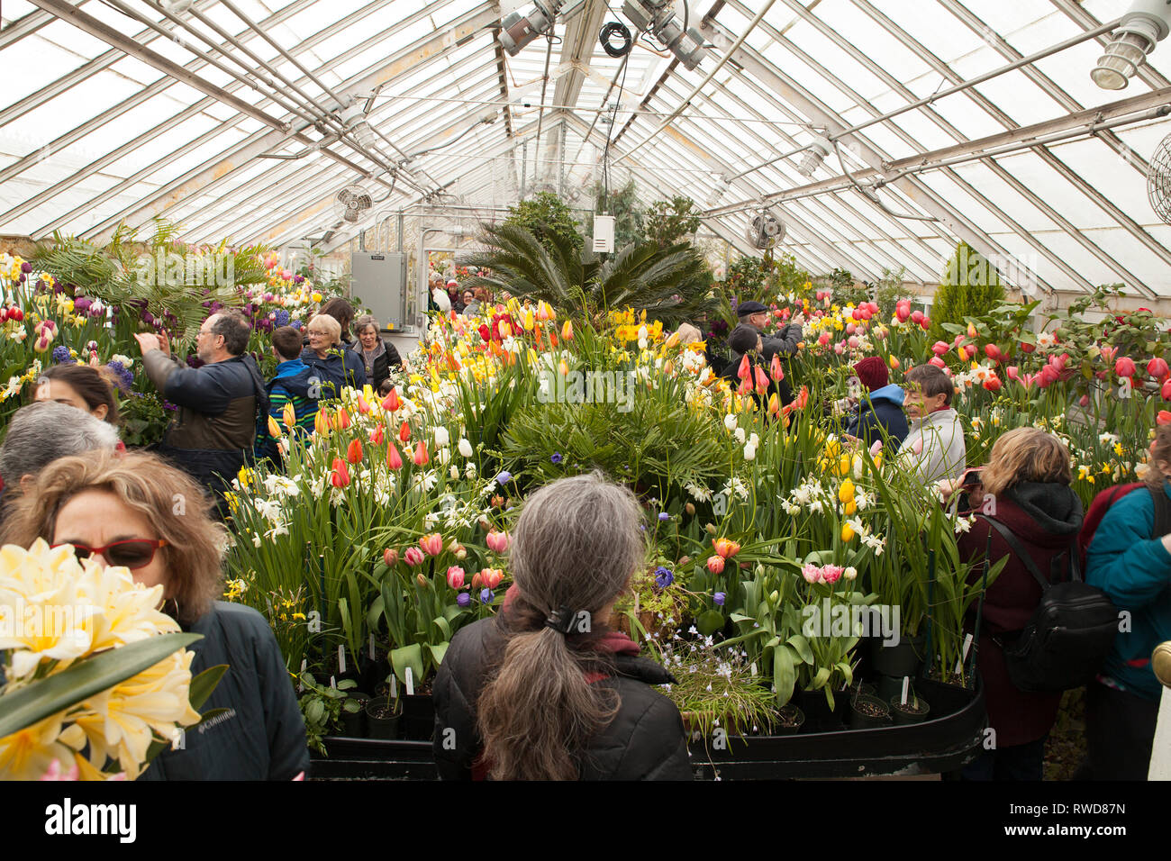 Annual spring bulb show at Smith College Northampton, MA Stock Photo