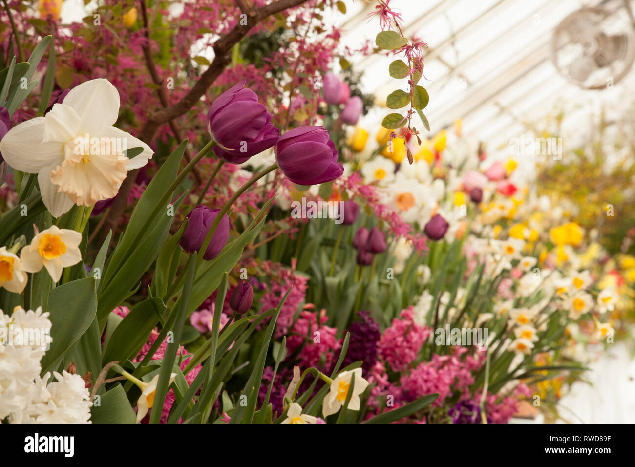Annual spring bulb show at Smith College Northampton, MA Stock Photo