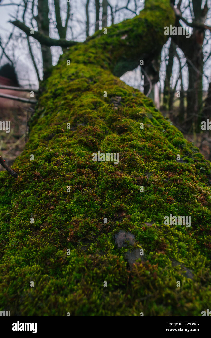Fallen forest tree covered by green moss vegetation at the rainy day on light blurry background Stock Photo