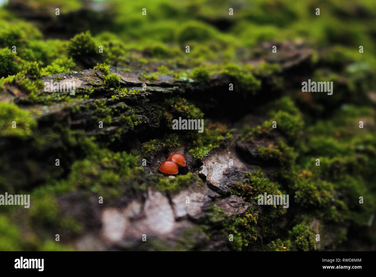 Tiny red mushrooms growing on bark close-up macro photography between green moss vegetation in Ukraine Stock Photo