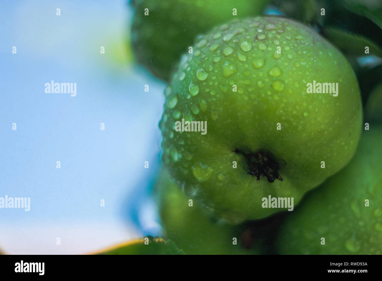 Water drops on fresh green apple on blurred background closeup photography Stock Photo