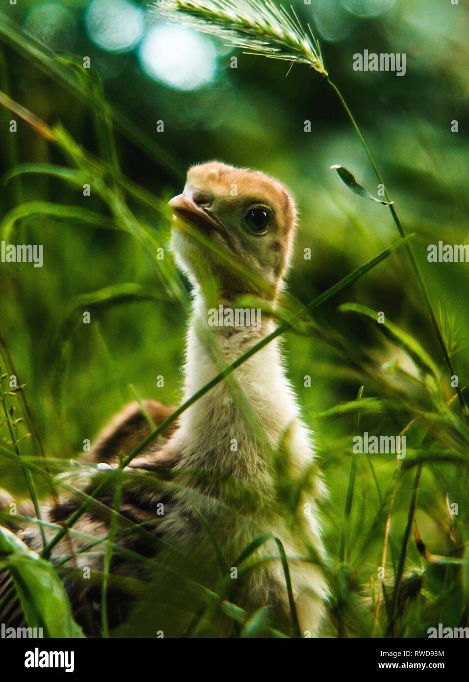 Little cute turkey-poult stay at the green grass. A Single Turkey-poult at the sunlight. Summertime nature. Stock Photo